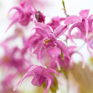 Epimedium gr. Rose Queen