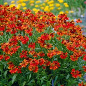 Helenium Moerheim Beauty