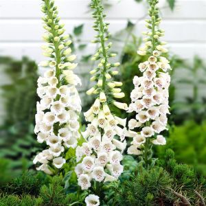 digitalis wit