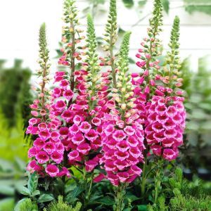 digitalis rose
