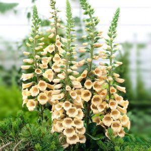 digitalis creme