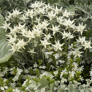 Leontopodium alpinum