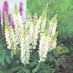 Lupinus gallery White