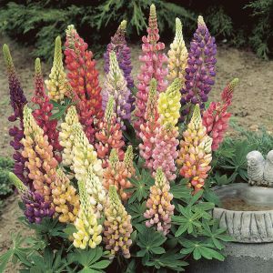 Lupinus polyphyllus hybrid