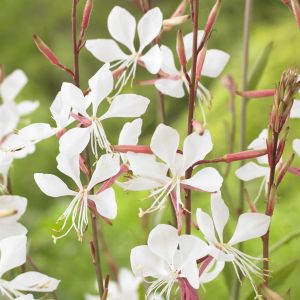 Gaura lindheimeri White V2