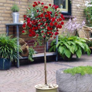 Rosa Fiery Hit Â®(Red 19 cm pot)