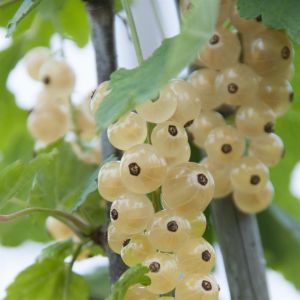 Ribes rubrum Blanka(wite Hollander)