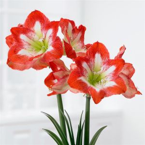 Amaryllis Minerva V2