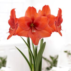 Amaryllis Naranja v2