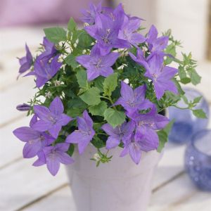 Campanula isophylla Napoli