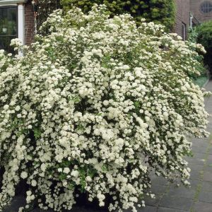 Spiraea nipponica Halwaards Silver