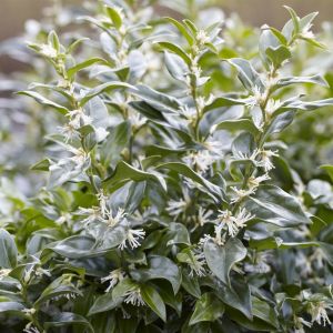 Sarcococca confusa