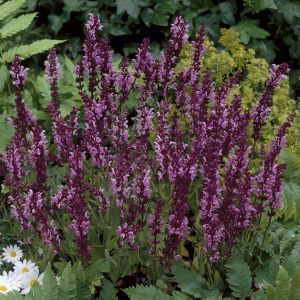 Salvia nemorosa Rose Queen