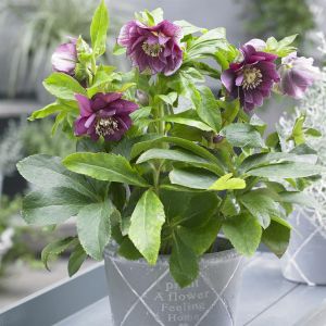 Helleborus orientalis Double EllenÂ® Red