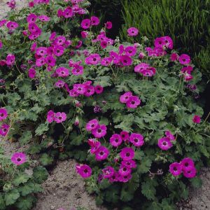 Geranium Ann Folkard