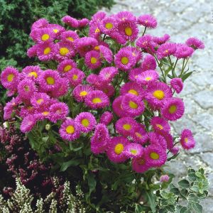 Erigeron Pink Jewel