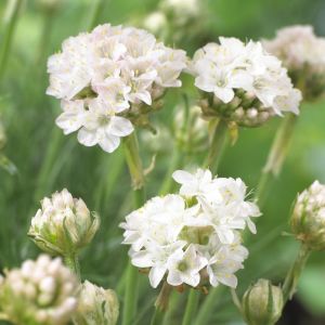 Armeria maritima Armeda White