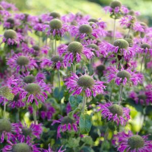 Monarda Prarienacht