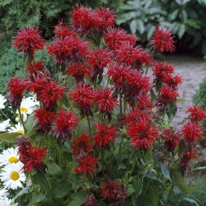 Monarda Cambridge Scarlet