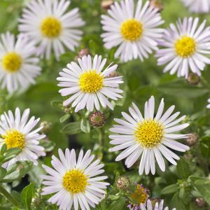 Aster ageratoides Asmoe