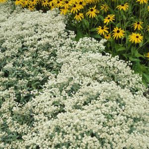 Anaphalis triplinervis