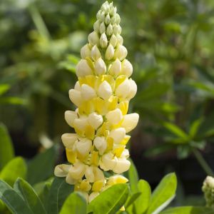 Lupinus Desert Sun(Lupine G.Yellow)