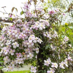 Clematis montana(Pink Perfection)