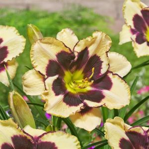 Hemerocallis Celebration of Angels