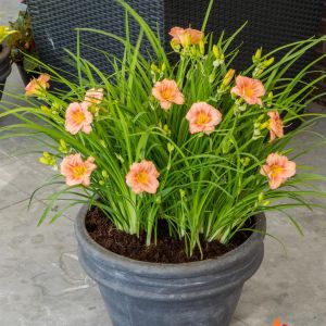 Hemerocallis EveryDaylily™ Rose®