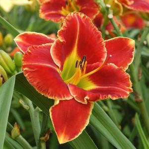 Hemerocallis Fire and Fog