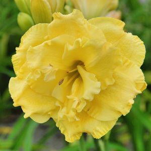 Hemerocallis Forever Jung