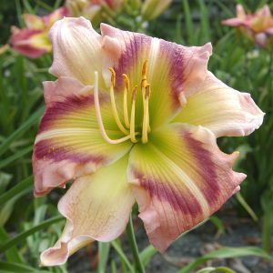 Hemerocallis Heavenly Pink Butterfly