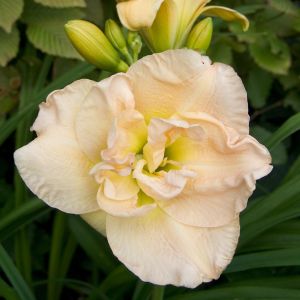 Hemerocallis Jean Swann