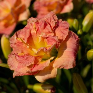 Hemerocallis Lacy Doily