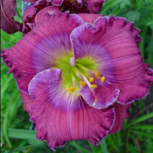 Hemerocallis Lavender Blue Baby
