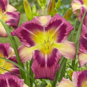 Hemerocallis Magic Dancer