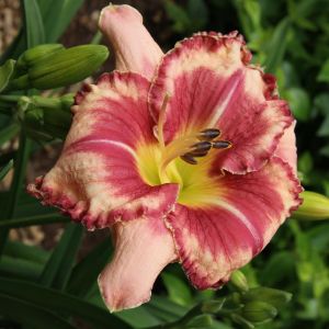 Hemerocallis Outstanding