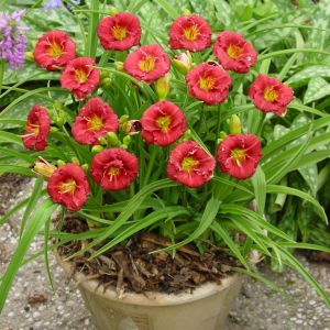 Hemerocallis Siloam Grace Stamile