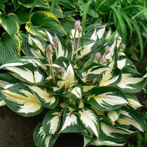 Hosta Fire and Ice