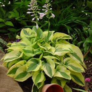 Hosta Mama Mia