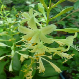 Hosta Miracle Lemony