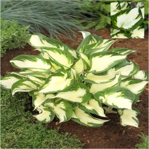 Hosta Paul Revere