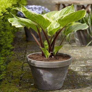Hosta Sorbet