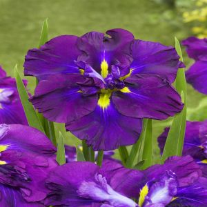 Iris Ensata Dinner Plate Blueberry Pie