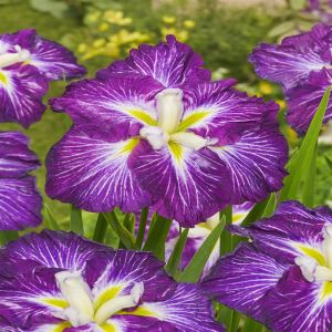 Iris Ensata Dinner Plate Jell O