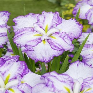 Iris Ensata Dinner Plate Tiramisu