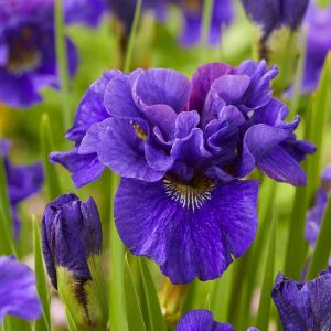 Iris sibirica Concord Crush HR
