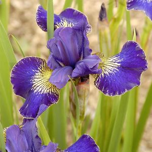 Iris Sibirica Golden Edge