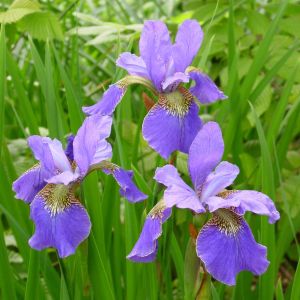 Iris Sibirica Happy Returns