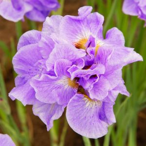 Iris Sibirica Having Fun